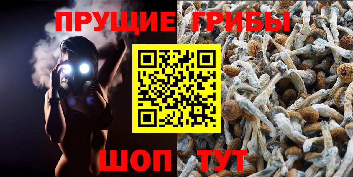 Псилоцибиновые грибы мицелий  Вход с VPN  Гатчина  Псилоцибиновые грибы GOLDEN TEACHER 